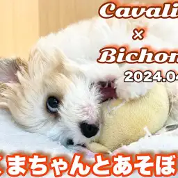 【 キャバション成長ログ 】今日のボクの遊び相手はクマちゃんなんだワン!