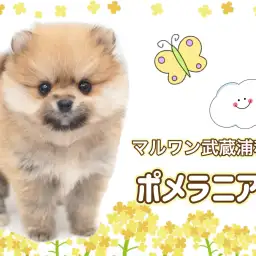 【 ポメラニアン 】生後78日で529g！小さめポメラニアンの女の子が埼玉に登場！