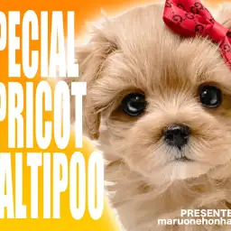 【 マルプー 】極上アプリコットカラーが自慢のハーフ美女がマルワン本羽田店に登場