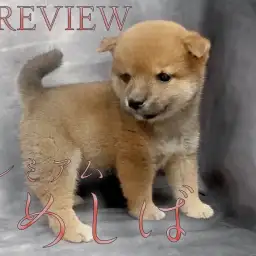 【 豆柴 】両親体重5.0kg!待望のプレミアム豆柴降臨!!