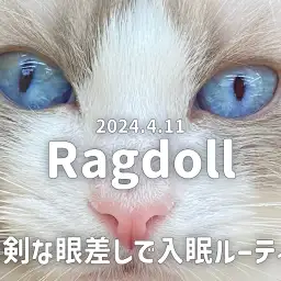 【 ラグドール成長ログ 】真剣な眼差しでコネコネ入眠ルーティン!