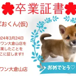 【 卒業証書 】しばおくん卒業おめでとう!!スタッフママより愛を込めて!