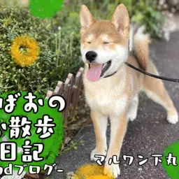 【 柴犬 】愛らしさ満載！とある日の朗らかお散歩風景～2ndブログ～