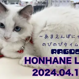 【ラグドール成長ログ】甘えん坊にゃんののびのびタイム!