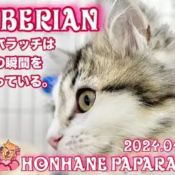【 4/14ホンハネパパラッチ 】サイベリアンのボールさばきピカイチニャンです!