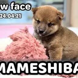 【 豆柴成長ログ 】ニューフェイスがやってきた!垂れ耳が可愛い豆柴ちゃん