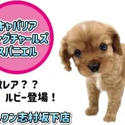 【 キャバリア 】珍しいルビーの毛色に宝石のように輝く瞳を持った男の子登場!