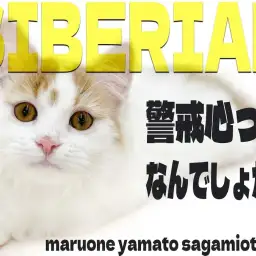 【 サイベリアン 】警戒心という言葉は生まれてこの方聞いたことがございません。