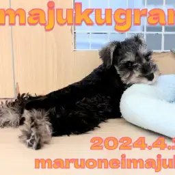 【 イマジュクグラム 】おもちゃの達人！？生後3ヶ月のシュナウザーちゃまに密着！