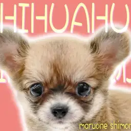 【 チワワ 】手乗りサイズの小さな身体!幼顔とドワーフ体型が特徴的な逸材現る!