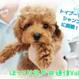 【 ほっこり北通Vol.38 】シャンプー後、大変身したトイプーちゃん!