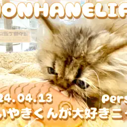 【 ペルシャ成長ログ 】ペルちゃんはたいやきくんがお気に入り!