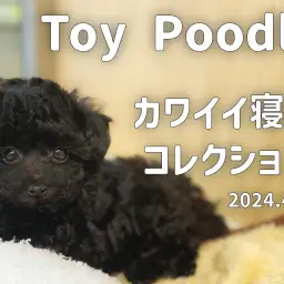 【ブラックトイプードル成長ログ】くろぷーちゃんの寝相コレクション!