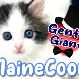 【 メインクーン 】大きさだけじゃない!究極のベイビーフェイス!