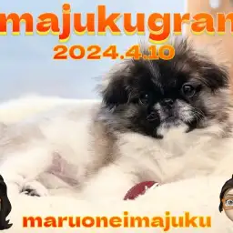 【 イマジュクグラム 】癒し効果絶大！ペチャ顔ペキニーズちゃまのシャンプーに密着