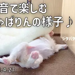 【 キャバリア成長ログ 】擬音で楽しむきゃばりんの様子!