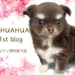 【 チワワ 】深海の様に深いブルーの瞳を持つムチコロボデイのチッチくんが登場！