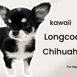 【 チワワ 】マロ眉がキュートなブラタンチワワ!ワンコ初心者にお勧めな優等生