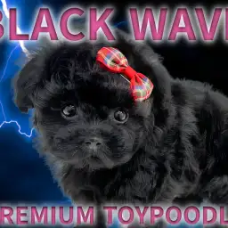 【 トイプードル 】タイニーサイズ!輝きを放つ漆黒ブラックカラー!