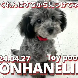 【 トイプードル成長ログ 】今日はかくれんぼで遊ぶワン!