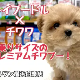 【 MIX 】早くもお問合せ殺到中！プレミアム級の可愛さを持つチワプー降臨