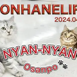 【 ラガマフィン成長ログ 】マンチちゃんとお散歩を楽しむラガマフィンちゃん!