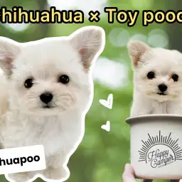 【 MIX犬 】人気犬種のハイブリット!チワワ×トイプードルの激カワチワプー登場