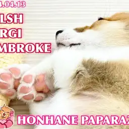 【 4/13ホンハネパパラッチ 】食パン娘の可愛い寝姿を激写せよ!