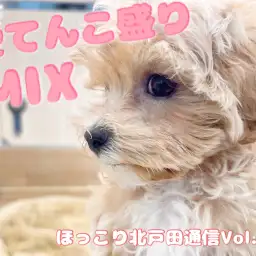 【 ほっこり北通Vol.40 】好きすぎて猪突猛進！大人気mixマルプー