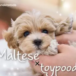 【 MIX 】神秘的なグラデーションカラーに包まれた極上のマルプー登場！