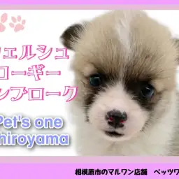 【 ウェルシュコーギーペンブローク 】胴長・短足ムチムチボディの女の子登場！