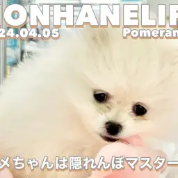 【 ポメ成長ログ 】本羽田店のポメちゃんは隠れんぼマスター!