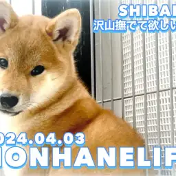 【 柴犬成長ログ 】スキンシップ上手になる為に!沢山撫でて欲しいワン!