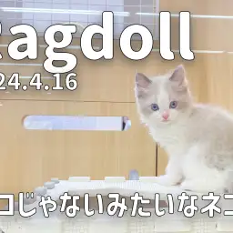 【 ラグドール成長ログ 】ネコじゃないみたいなネコのラグちゃん！