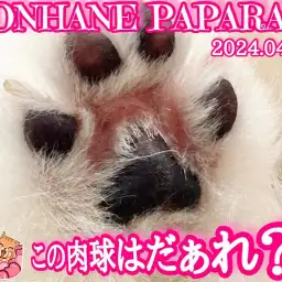 【 4/18ホンハネパパラッチ 】今日のミッション!この可愛い肉球は誰だ!