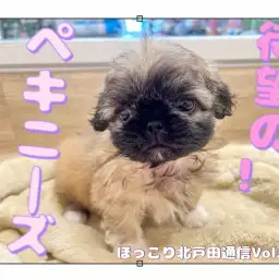【 ほっこり北通Vol.47 】おにぎりじゃないもん！ペキニーズだもん！