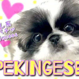 【 ペキニーズ 】 大福のようなもっちり感?!癒し系鼻ぺちゃプリンセス!