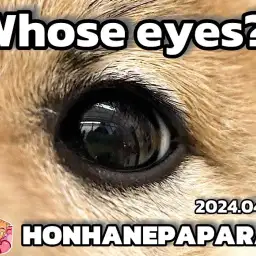 【 4/29ホンハネパパラッチ 】この可愛いお目々はだ〜れだっ!一緒に考えてみよう!