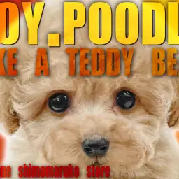 【 トイプードル 】飼いやすさNo.1の人気の秘密はこれだ!愛らしさ満載な男の子