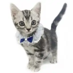 アメリカンショートヘア