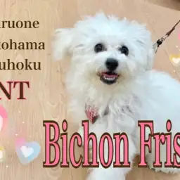 【 ビションフリーゼ 】お散歩＆幼稚園デビュー！元気いっぱいアフロ犬！