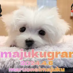 【 イマジュクグラム 】生後3ヶ月のおっとりマルチーズちゃまのシャンプーデイ!