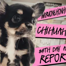 【 チワワ 】生後84日後レビュー!シャンプーもバッチリおりこうちーちゃん!