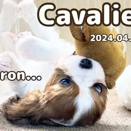 【 キャバリア成長ログ 】遊ぶの大好き!勢いあまってゴローンしちゃった!