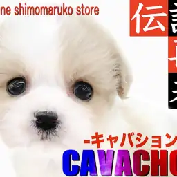 【 MIX 】何歳になっても変わらぬ愛らしさで心を射止める伝説のキャバション！