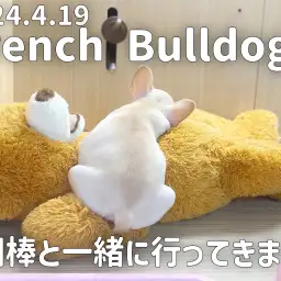 【 フレブル成長ログ 】相棒と一緒に新しいお家へ行ってきます!!