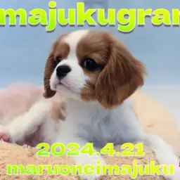 【 イマジュクグラム 】キャバリアちゃまの独特な遊び方がかわいすぎる!