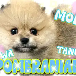 【 ポメラニアン 】毛量爆盛り!たぬきポメが可愛すぎる!?