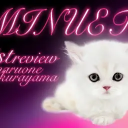 【 ミヌエット 】マルワン史上初の激レアカラーの短足ミヌエット!