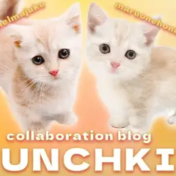 【 今宿店本羽田店コラボブログ 】兄弟マンチカンどっちでSHOWタイム！